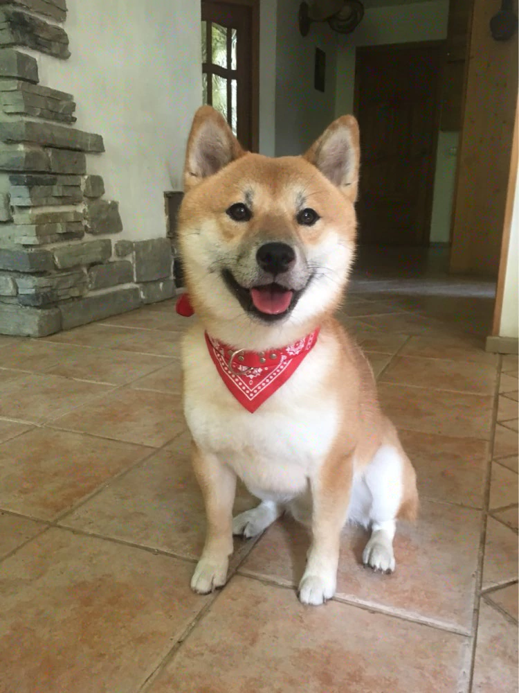 ผ้าพันคอน้องหมา - Image 9